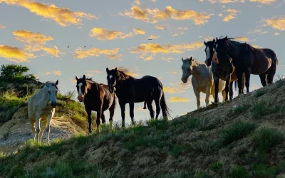 “A horse is a horse – of course, of course,” but I have found they are much, much more